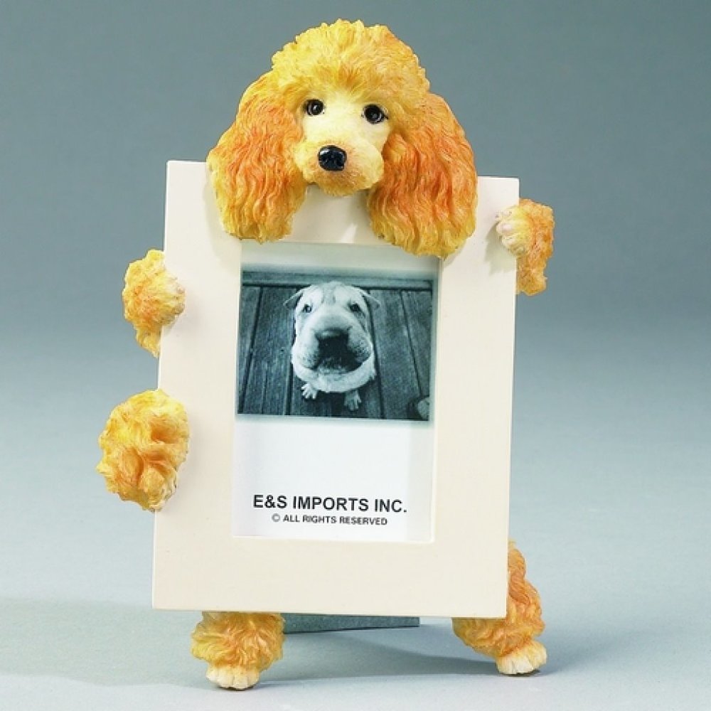 Poodle Apricot frame